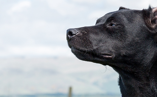 What Services Does Stirling Dog Behavior Centre Offer For Dog Behavior Training?