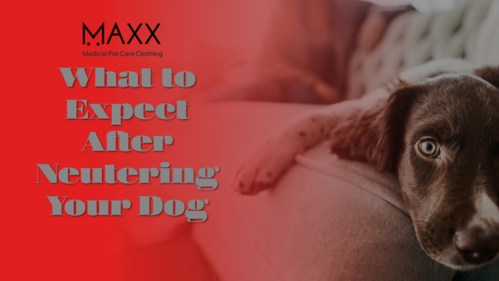 When Can I Expect Behavior Changes After Neutering My Dog?