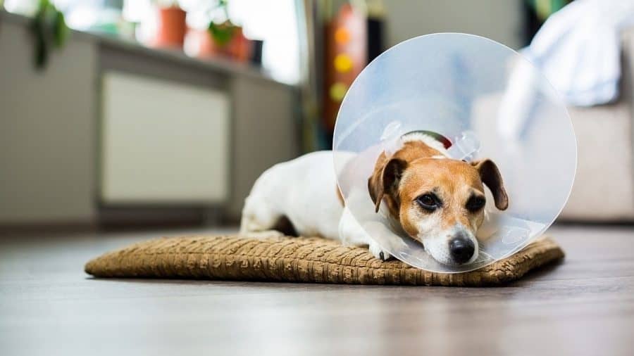 When Can I Expect Behavior Changes After Neutering My Dog?