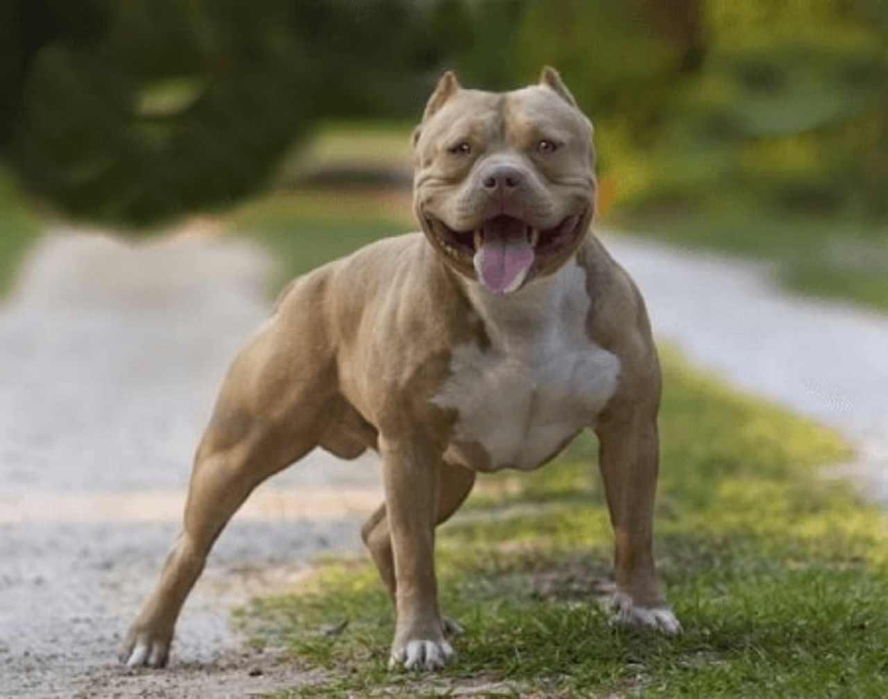 Where To Buy American Bully?