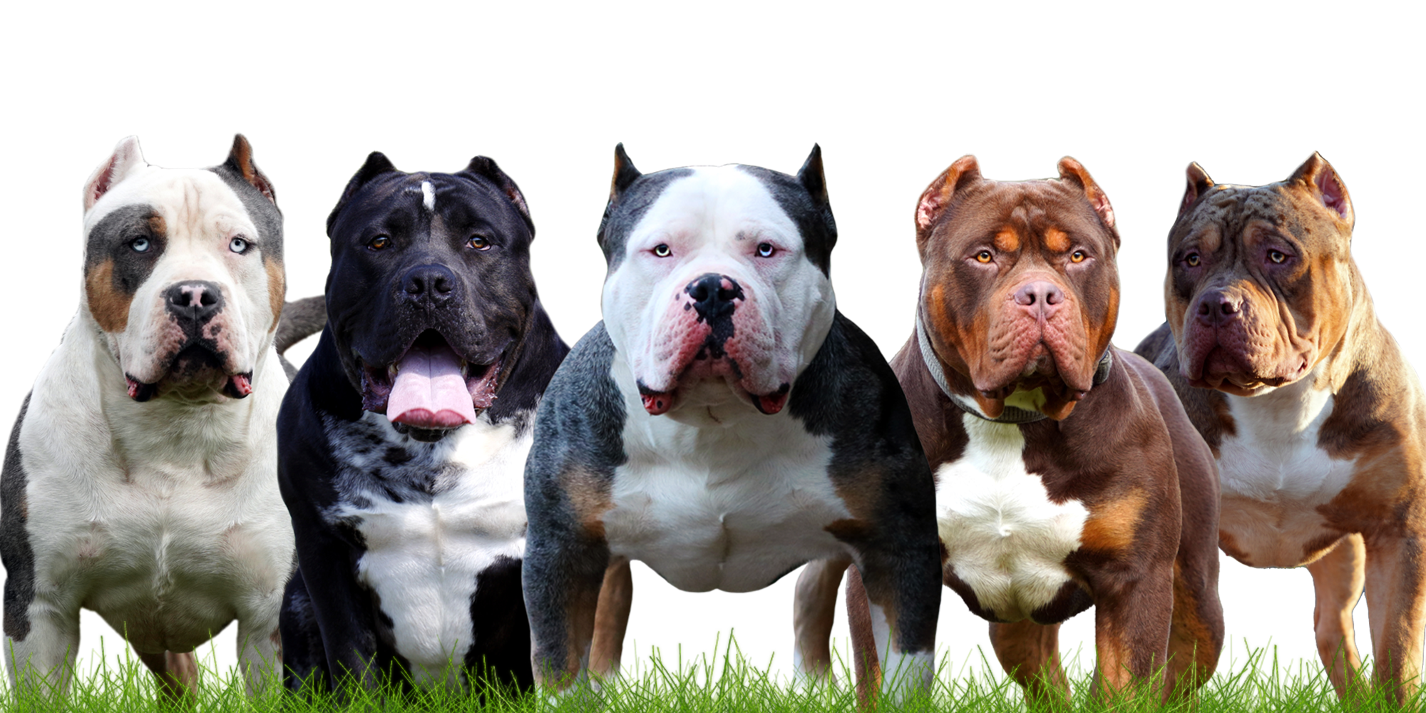 Where To Buy American Bully?