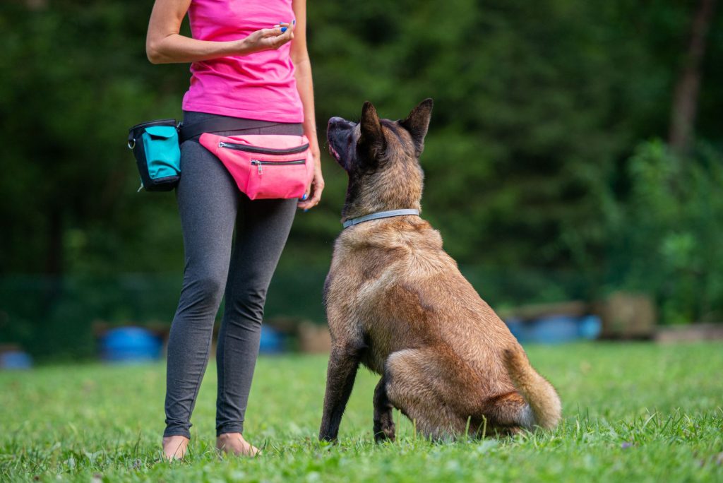 Why Is Dog Obedience Training Not Always Effective?